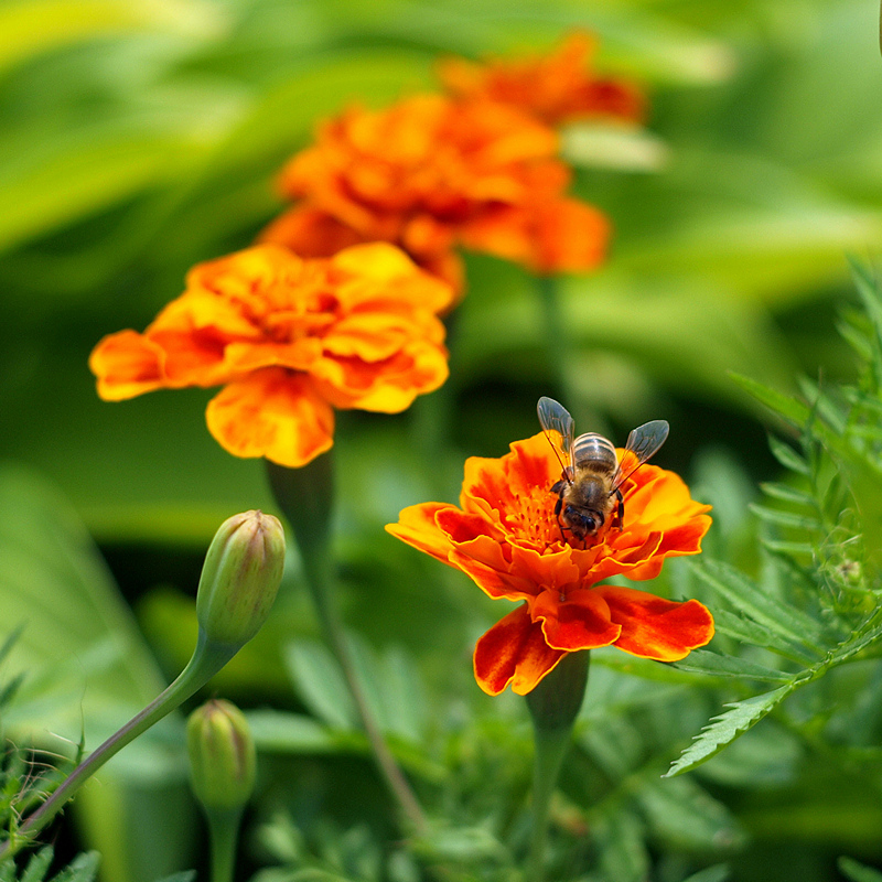 The Bee