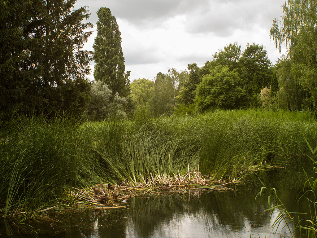 Landscape with ducks
