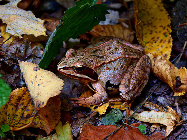Rana arvalis