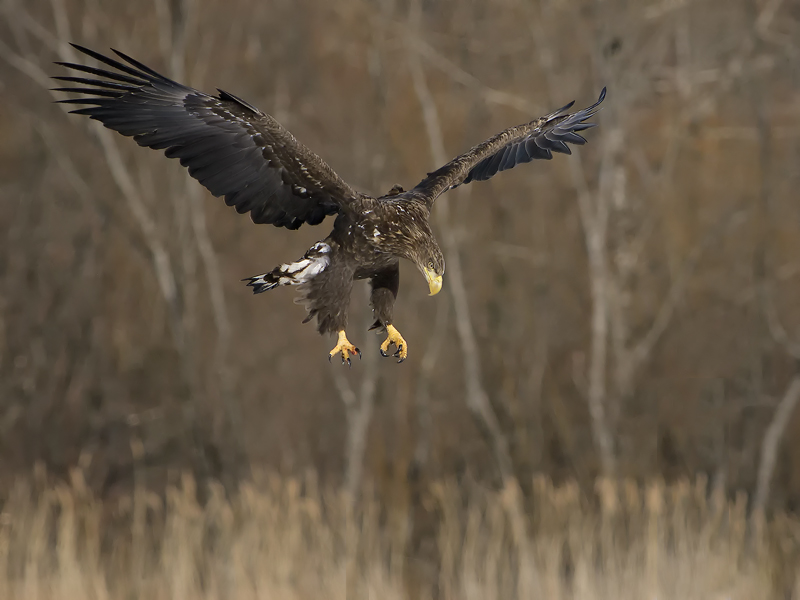 Whitetailled eagle
