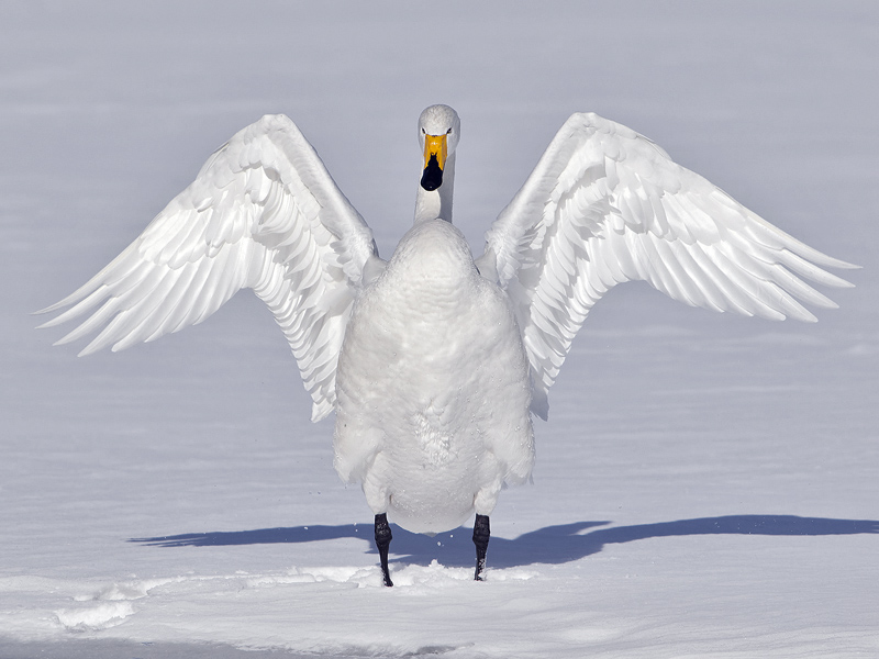 Whooper swan