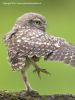 Little owl