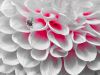 Fly on Flower