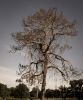 Dead Wood, FL