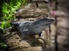 Mexican Iguana by paul missall