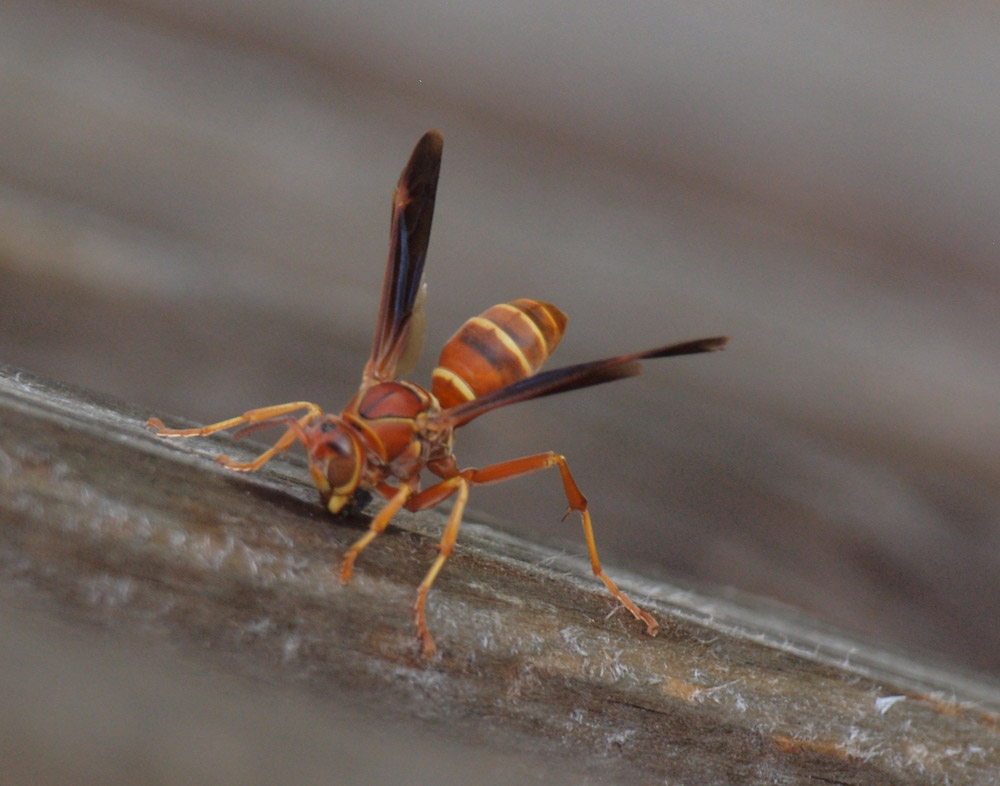 Wasp