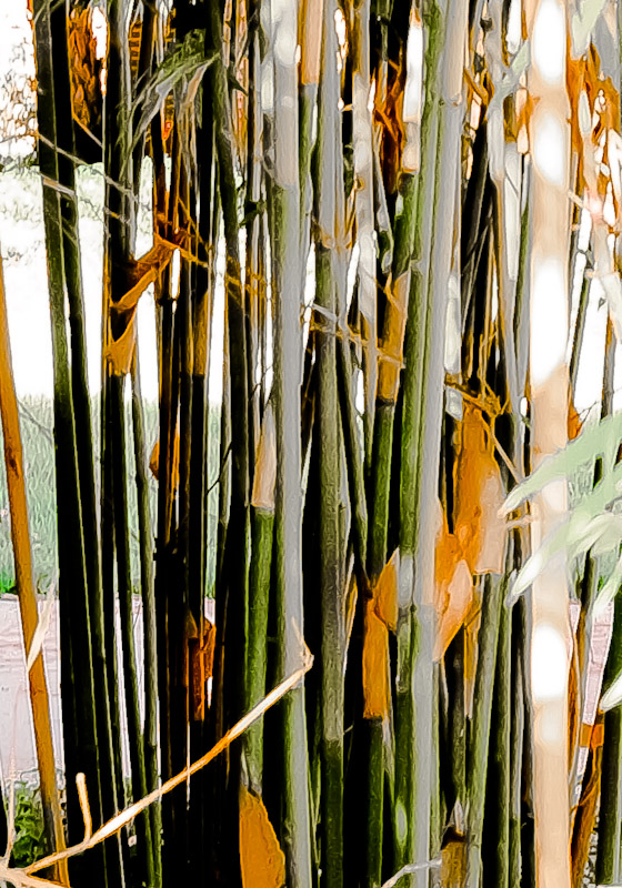 Bamboo on U of F Campus