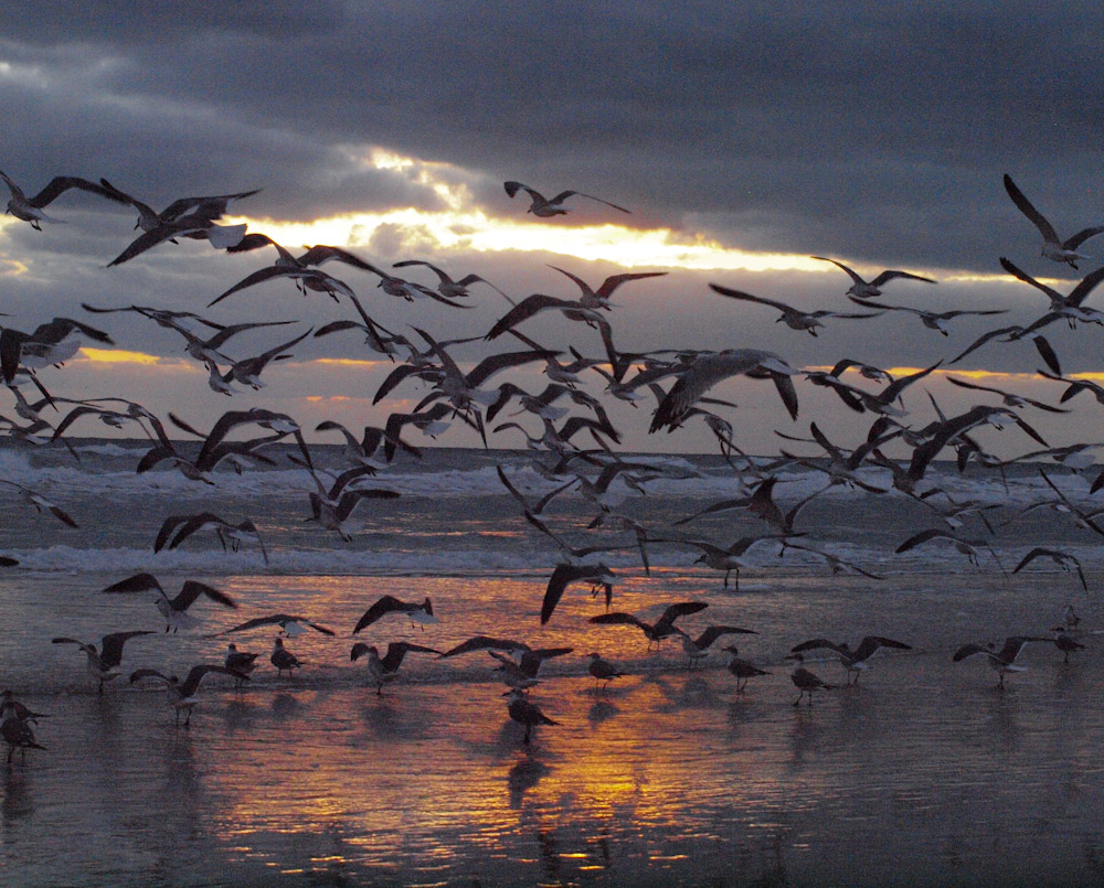 Daytona Seagulls