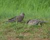 Dove in Mourning by paul missall