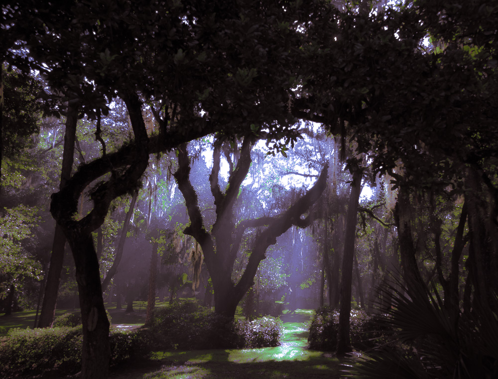 Forest Primevel