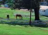 Graceland Ride