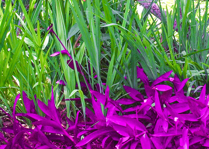 Kanapaha Gardens-1