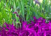 Kanapaha Gardens-1