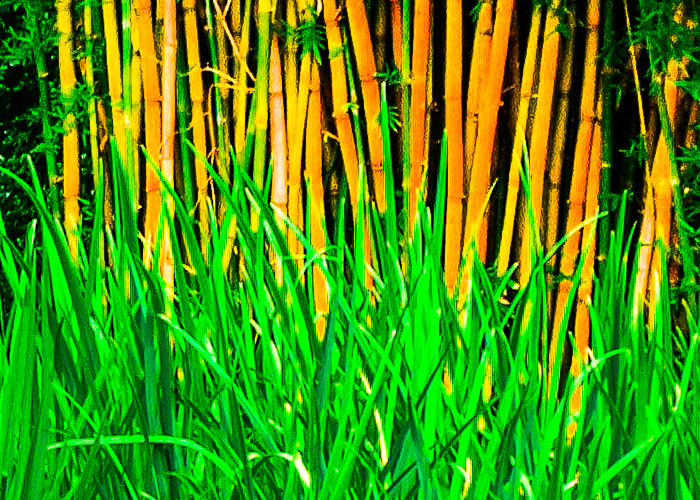 Kanapaha Gardens-3