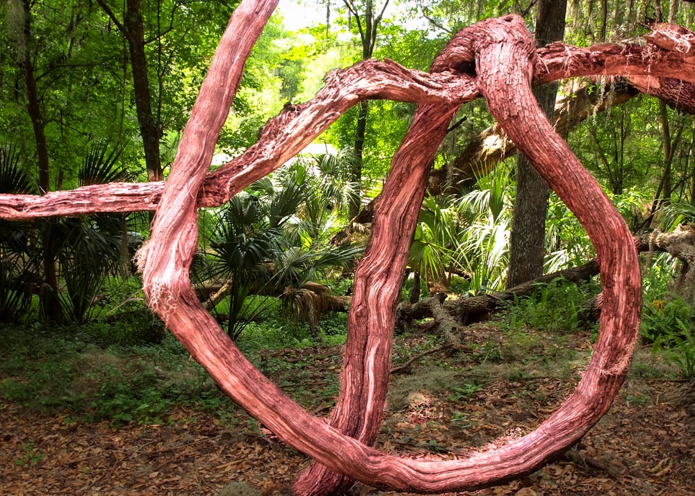 Root Knot