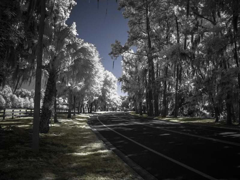 Lake Alice Infrared 2