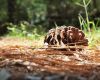 Pine Cone by paul missall