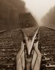 Railroad Switch by paul missall