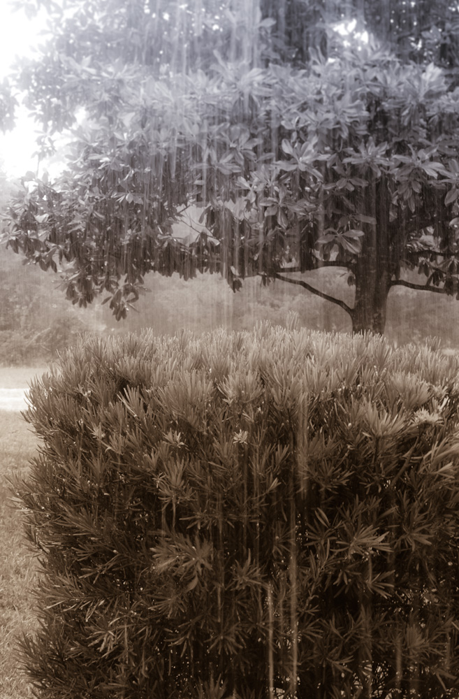 Rainy day-1