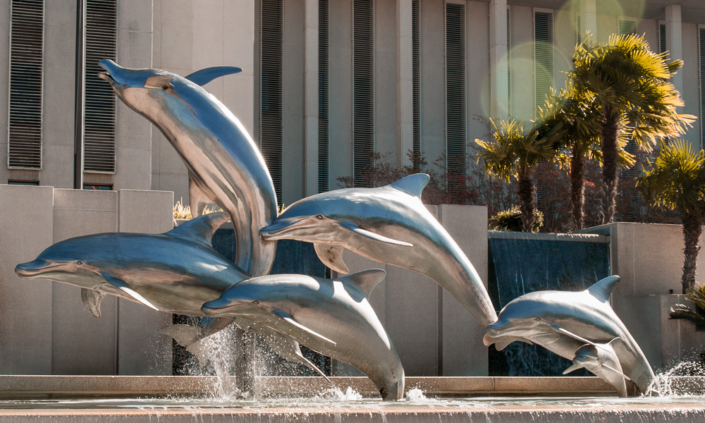 Dolphins