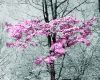Pink Dogwood by paul missall