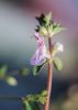 Tiny Flower by paul missall