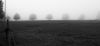 Trees in Fog by paul missall