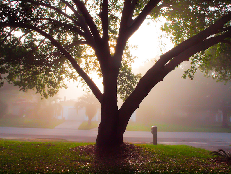 Our Oak