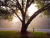 Our Oak by paul missall