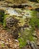 Stump Fungi by Mark Stodter