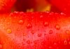 Tulip Water Drops 1 by Mark Stodter