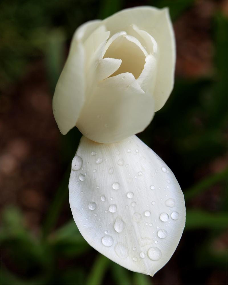 White Flower