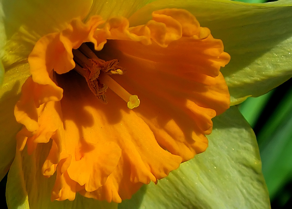 Yellow Flower