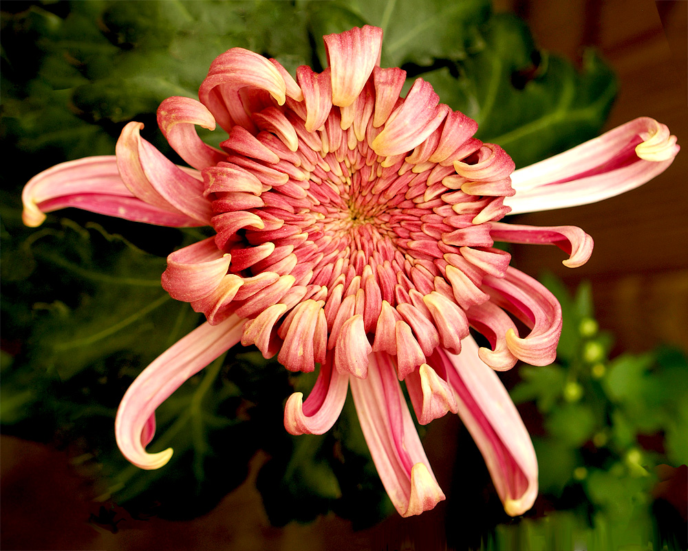 Large Flower