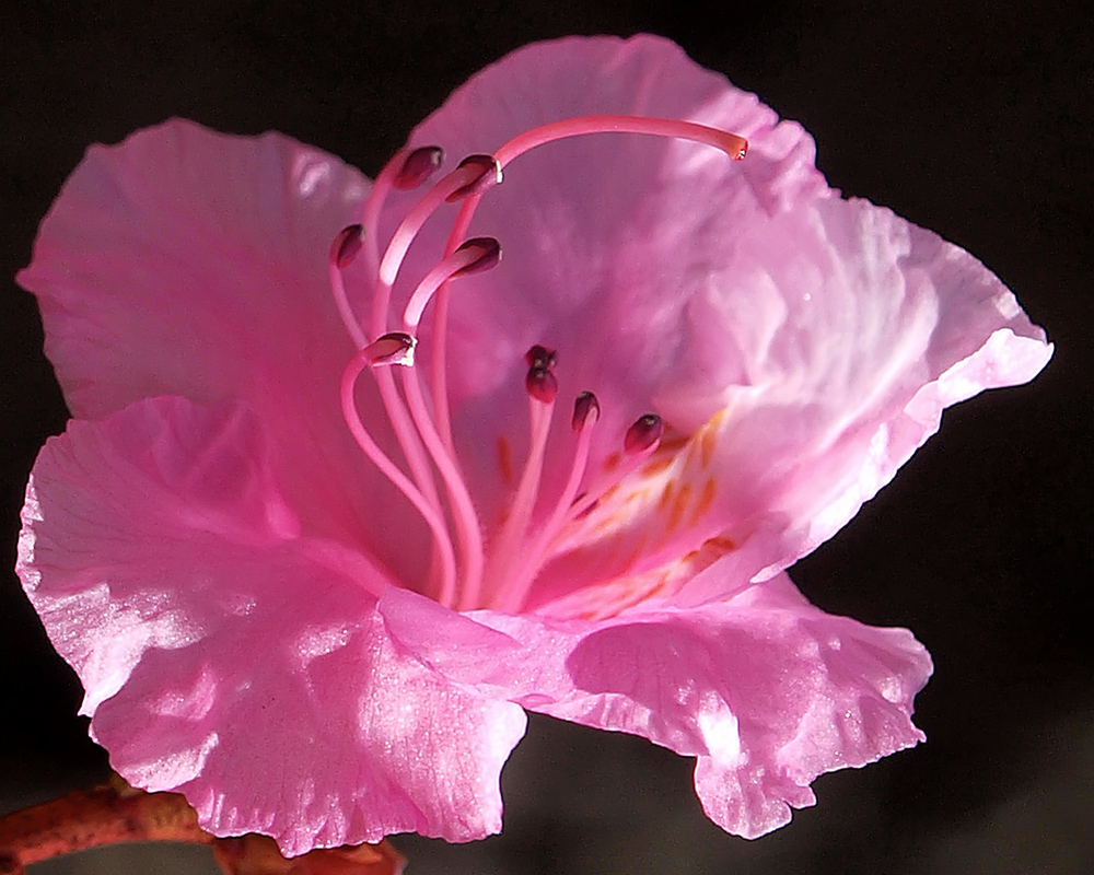 Pink Flower