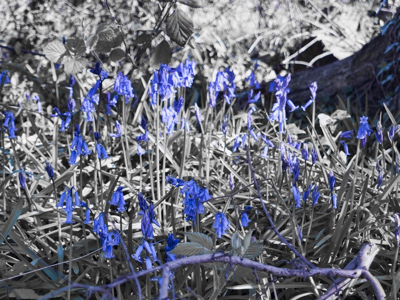 Bluebells (popped)