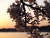 Cherry Blossoms