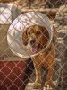 Shelter Dog by Nyal Cammack