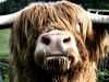 Hamish, the Wee Highland Coo by Nyal Cammack