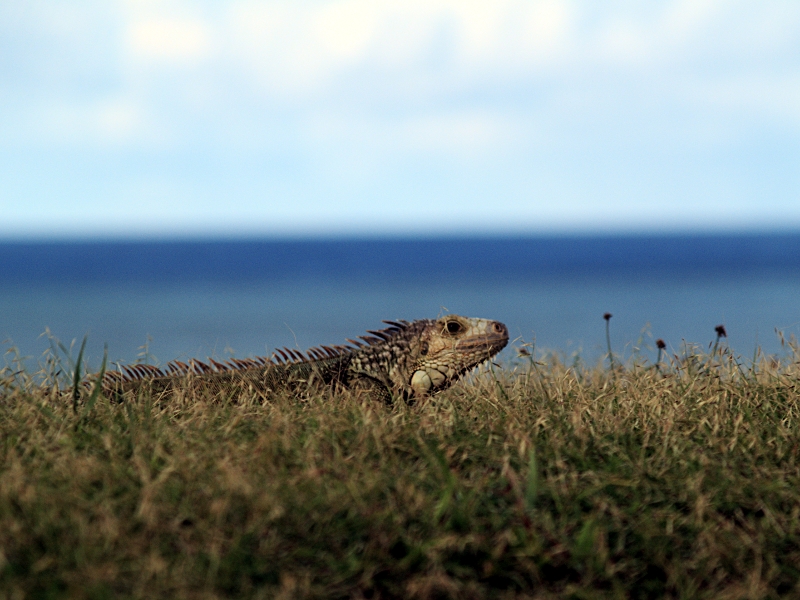 Iggy The Iguana