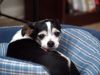 My Buddy Ozzie by Nyal Cammack