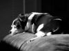 Ozzie On The Chair by Nyal Cammack