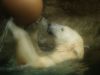 Polar Bear by Nyal Cammack