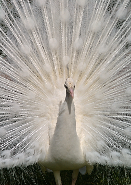 White Peacock