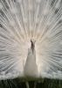 White Peacock by Nyal Cammack