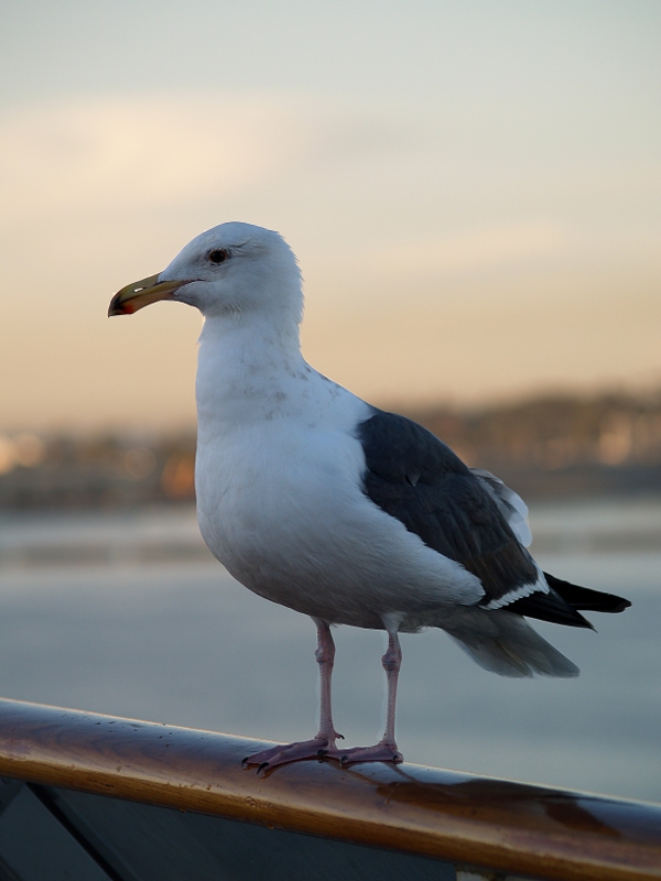 Seagull On The Rail
