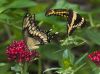 Tiger Swallowtail Butterfly Courtship