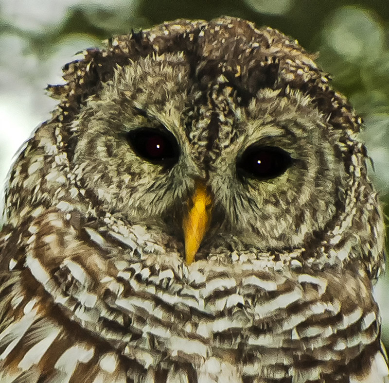 Barred Owl