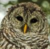 Barred Owl by Joe Saladino