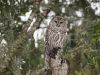 Barred Owl original image by Joe Saladino